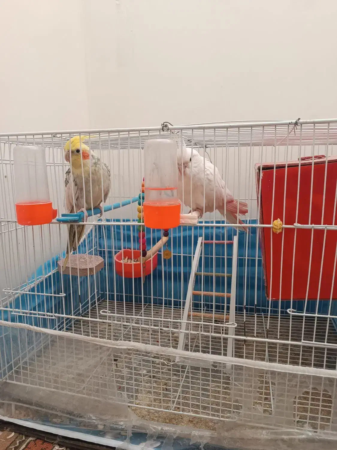 عروس هلندی نر و ماده سالم|پرنده|نیشابور, بزرگمهر|دیوار