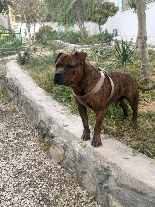 سگ پیتبول سگ|سگ|تهران, آذری|دیوار