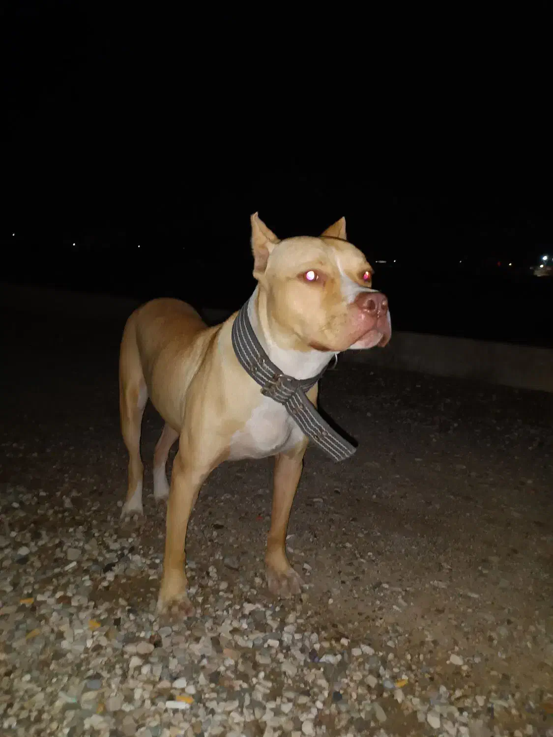 پیتبول نر سگ|سگ|گنبد کاووس, |دیوار