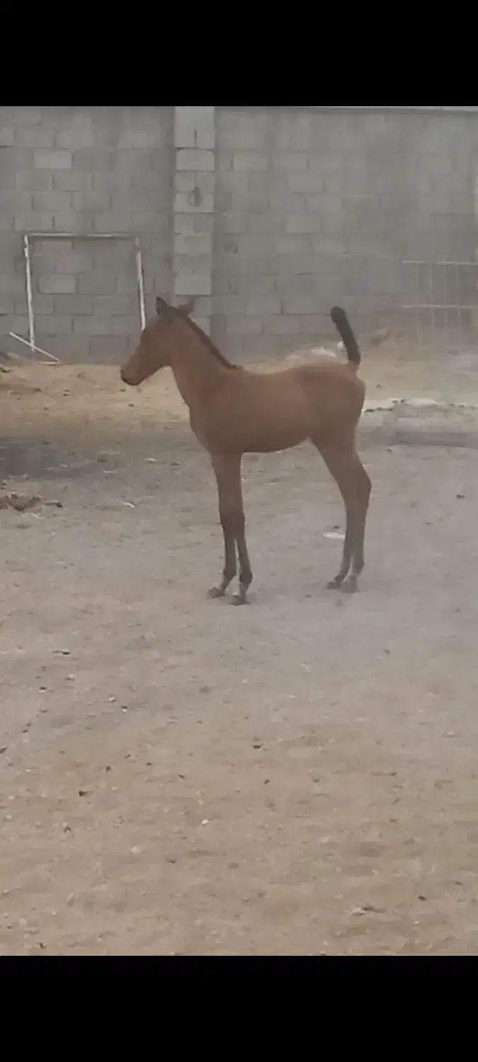 کره نریون|اسب و تجهیزات اسبسواری|زرقان, |دیوار