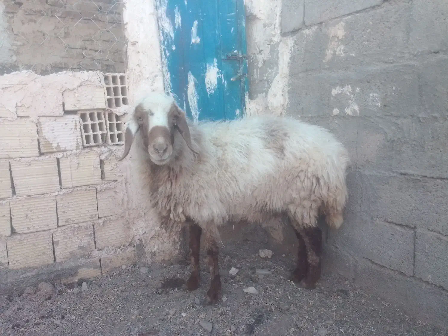 گوسفند|حیوانات مزرعه|خواف, |دیوار