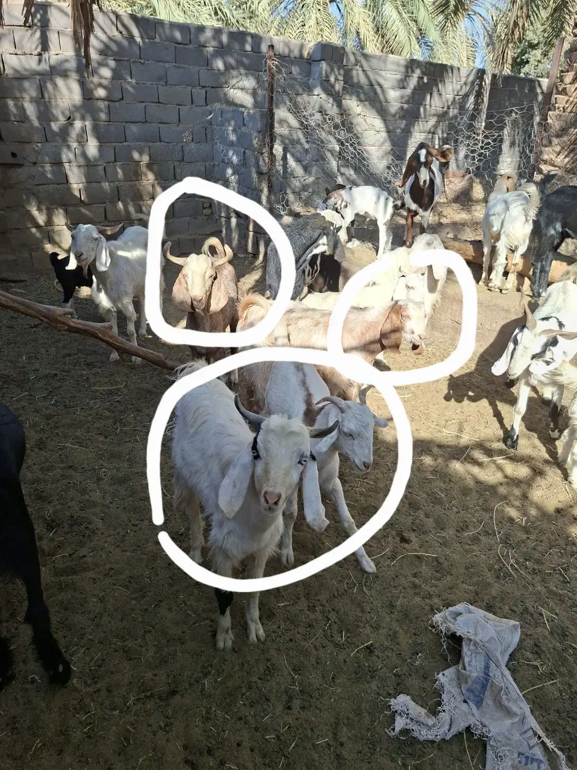 فروش چند عدد گوسفند|حیوانات مزرعه|فهرج, |دیوار