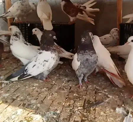 کبوتر اس.شهرستان .پرشی ساعت بالا .تضمینی|پرنده|آمل, |دیوار