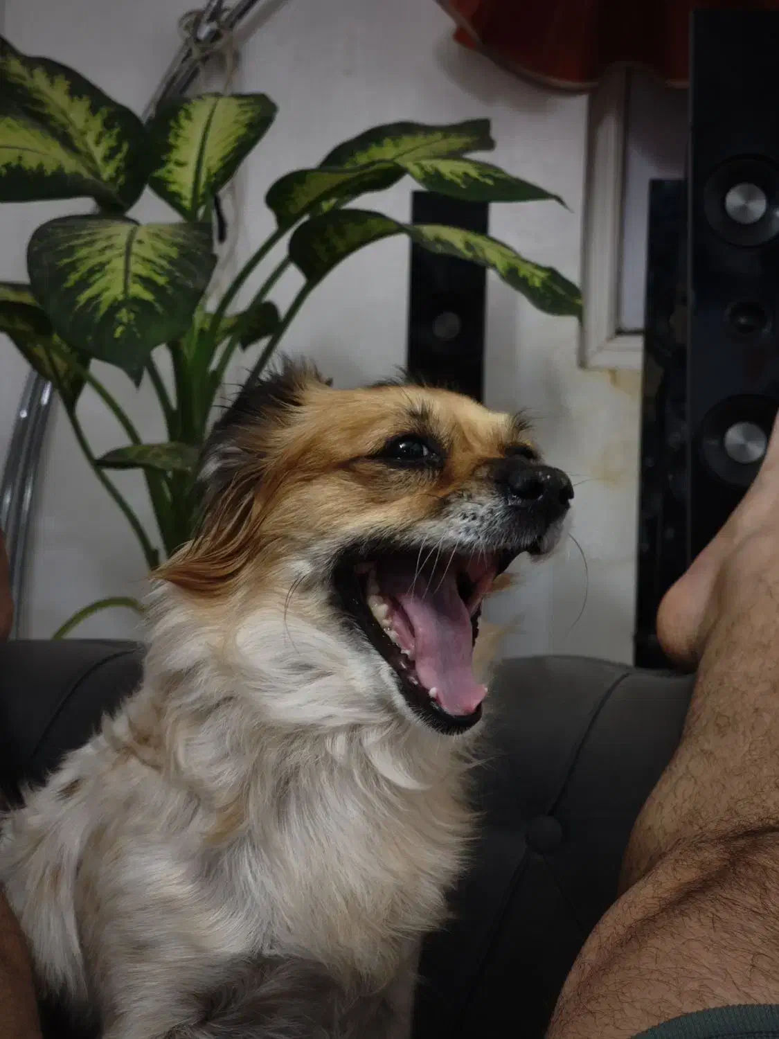 سگ پامر روباهی|سگ|ورامین, ورامین|دیوار