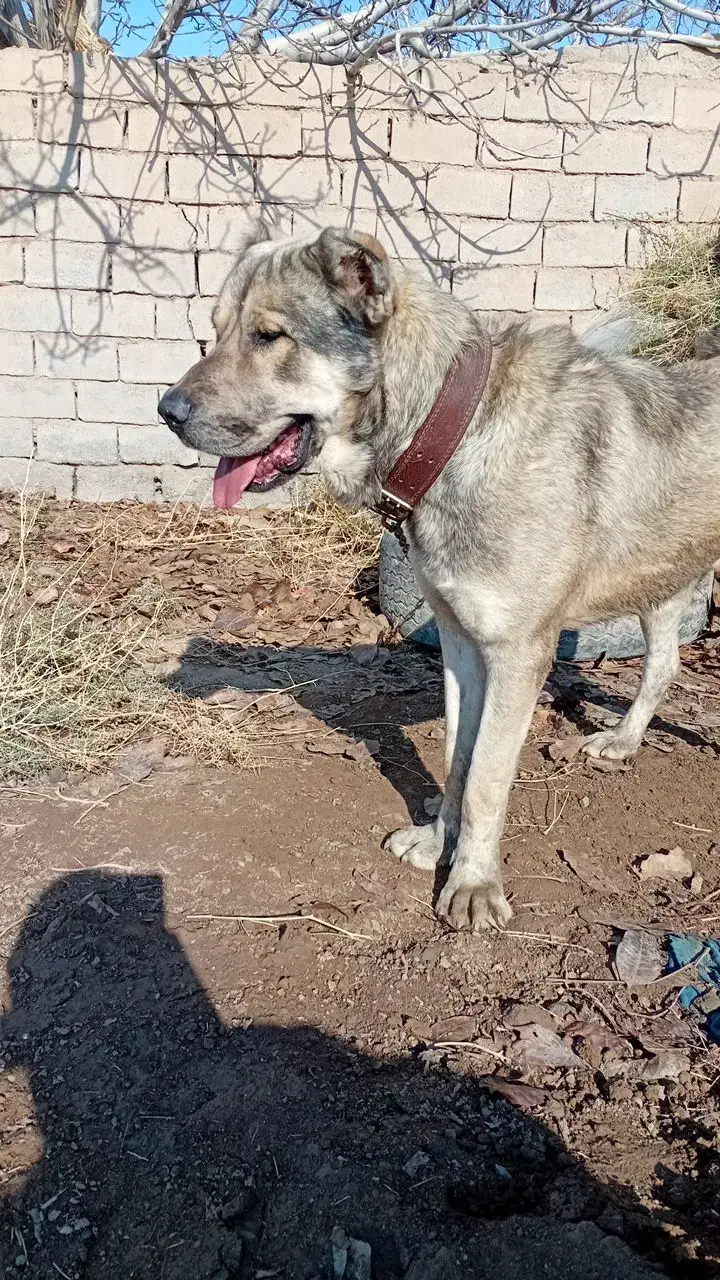 سگ سرابی اصیل|سگ|جوین, |دیوار