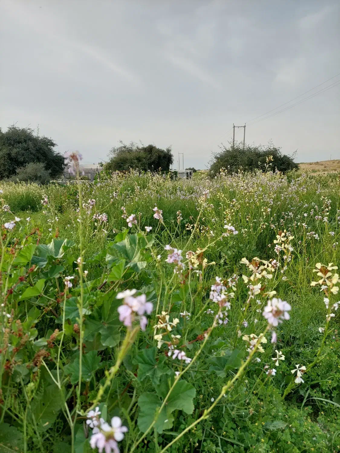 زمین مجتمع ثبوت ۲|فروش زمین و ملک کلنگی|برازجان, |دیوار