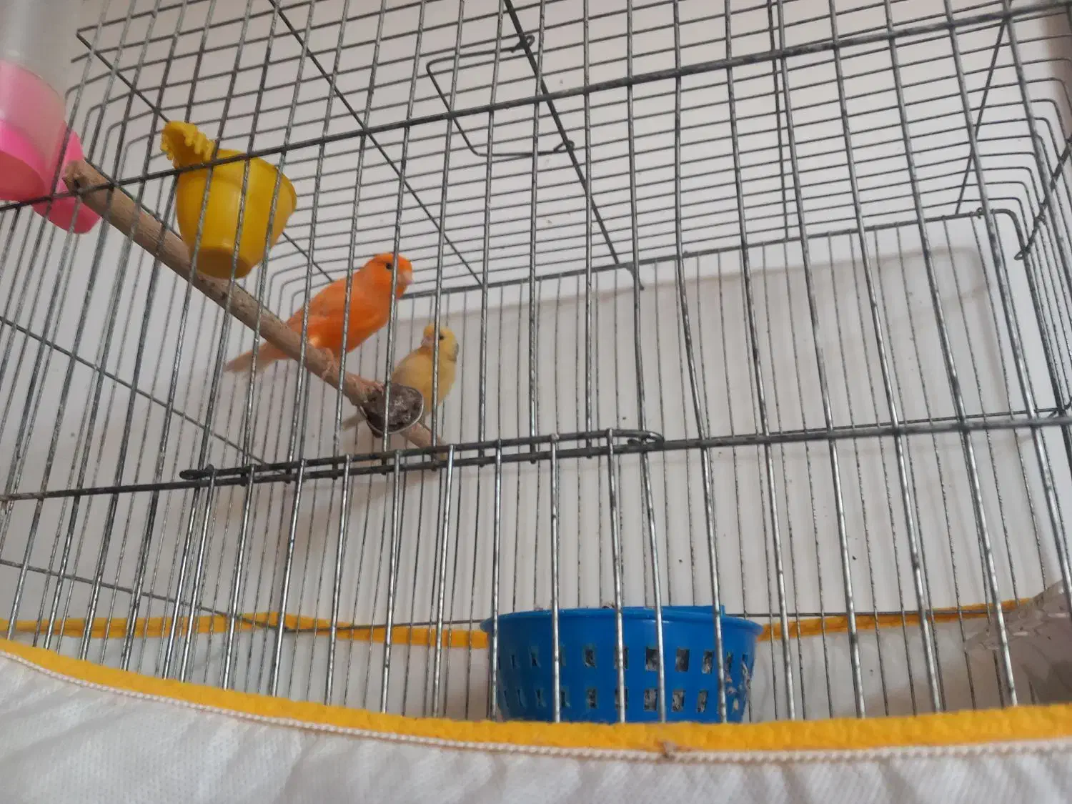 فروش قناری جفت شده|پرنده|داراب, |دیوار