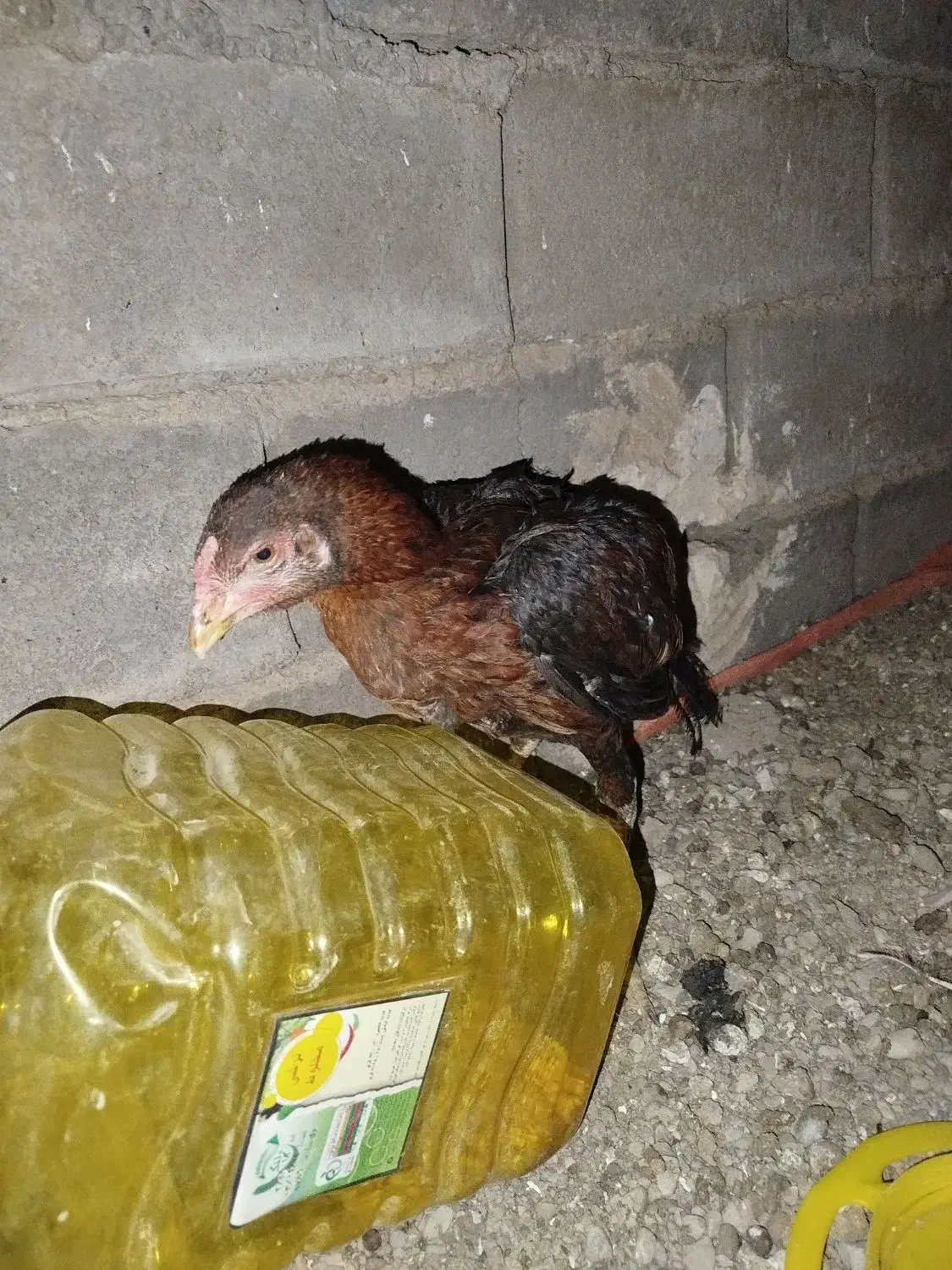 جوجه خروس لاری|حیوانات مزرعه|خواف, |دیوار