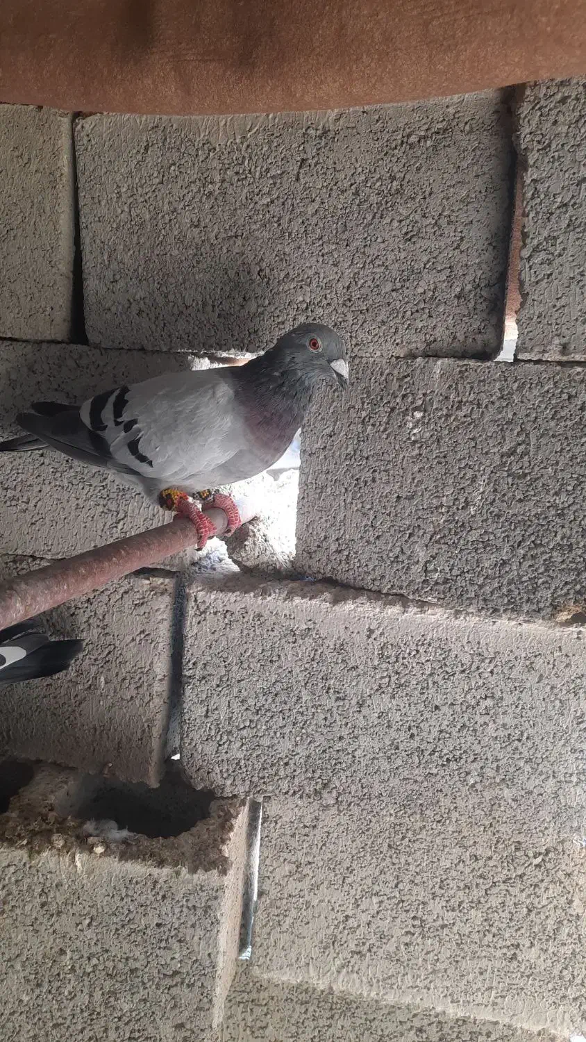 کبوتر|پرنده|برازجان, |دیوار