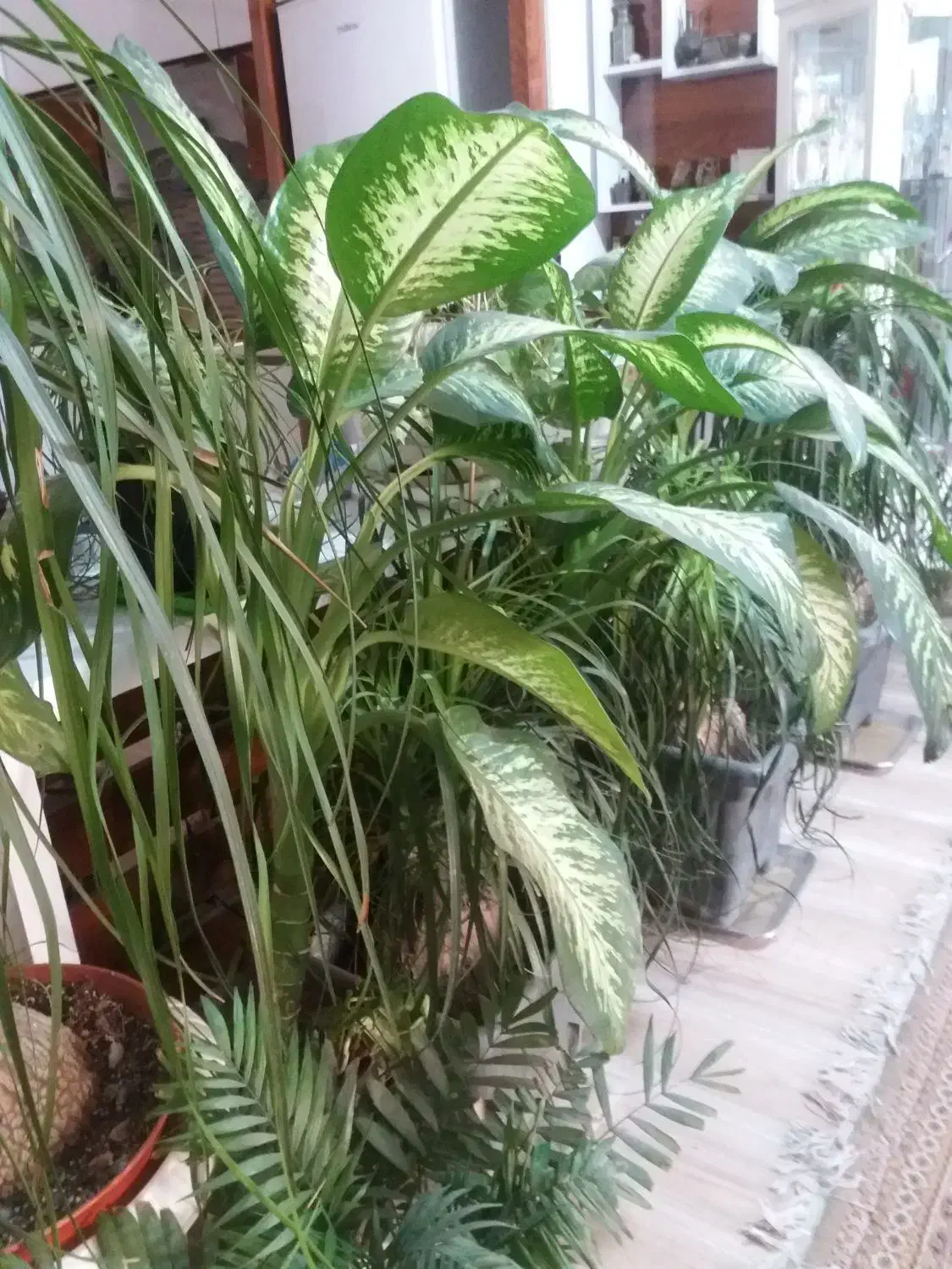 گیاهان اپارتمانی از۳۵۰ ببالا|گل و گیاه طبیعی|رستم‌آباد, |دیوار