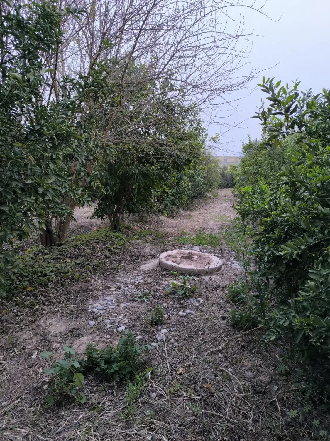 فروش باغ 1035 متری کوچه باغ مهستان|فروش زمین و ملک کلنگی|دزفول, |دیوار