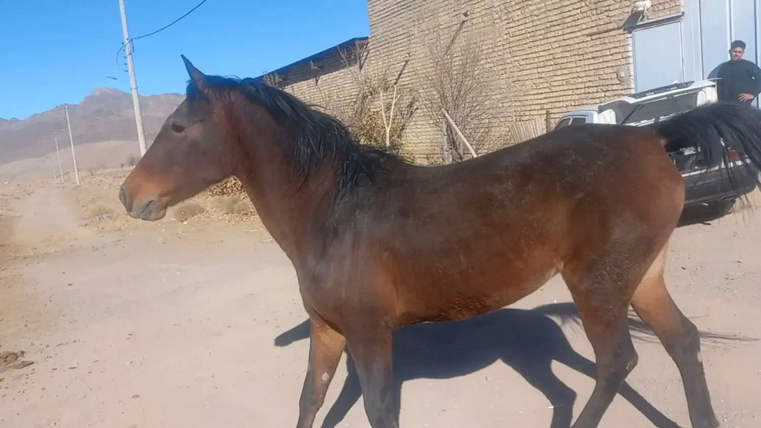 اسب..مادیان..اسبکرد|اسب و تجهیزات اسب‌سواری|اردستان, |دیوار