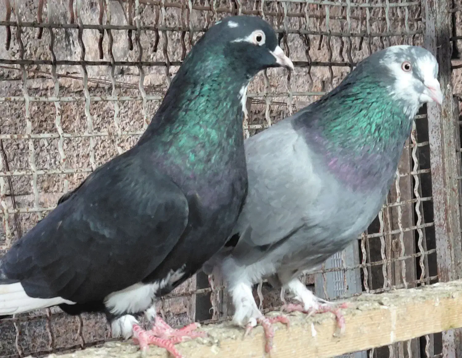 کبوتر  شازده و دست سفید|پرنده|قائم‌شهر, |دیوار