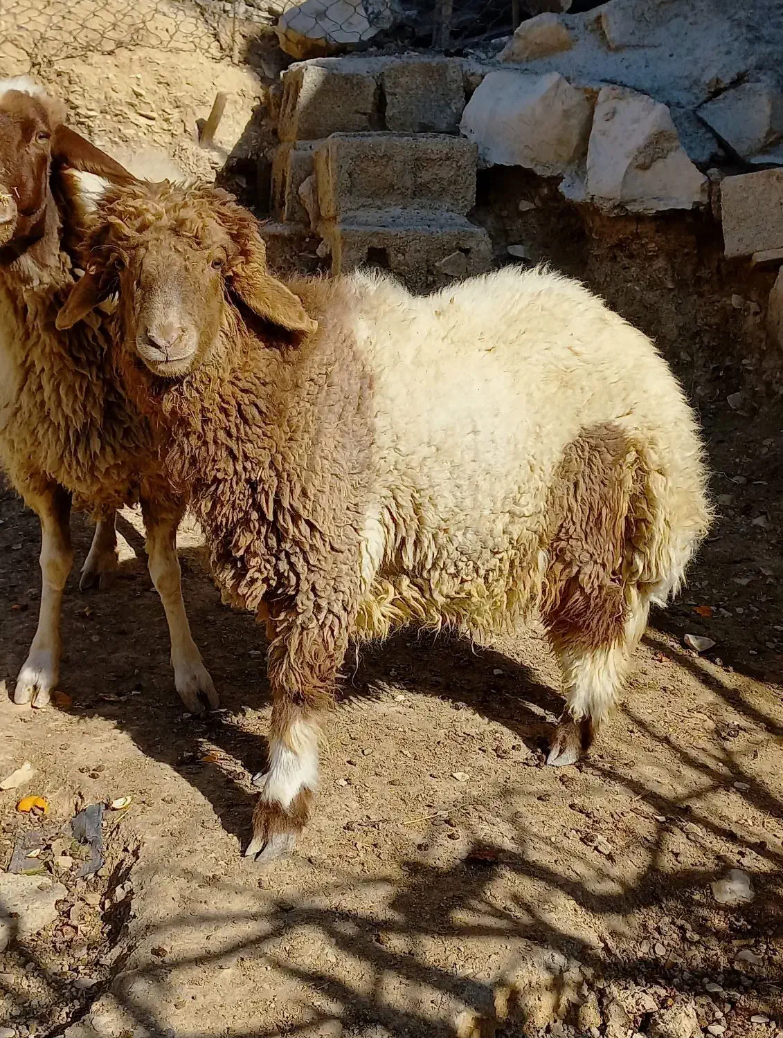 بره|حیوانات مزرعه|ایلام, |دیوار