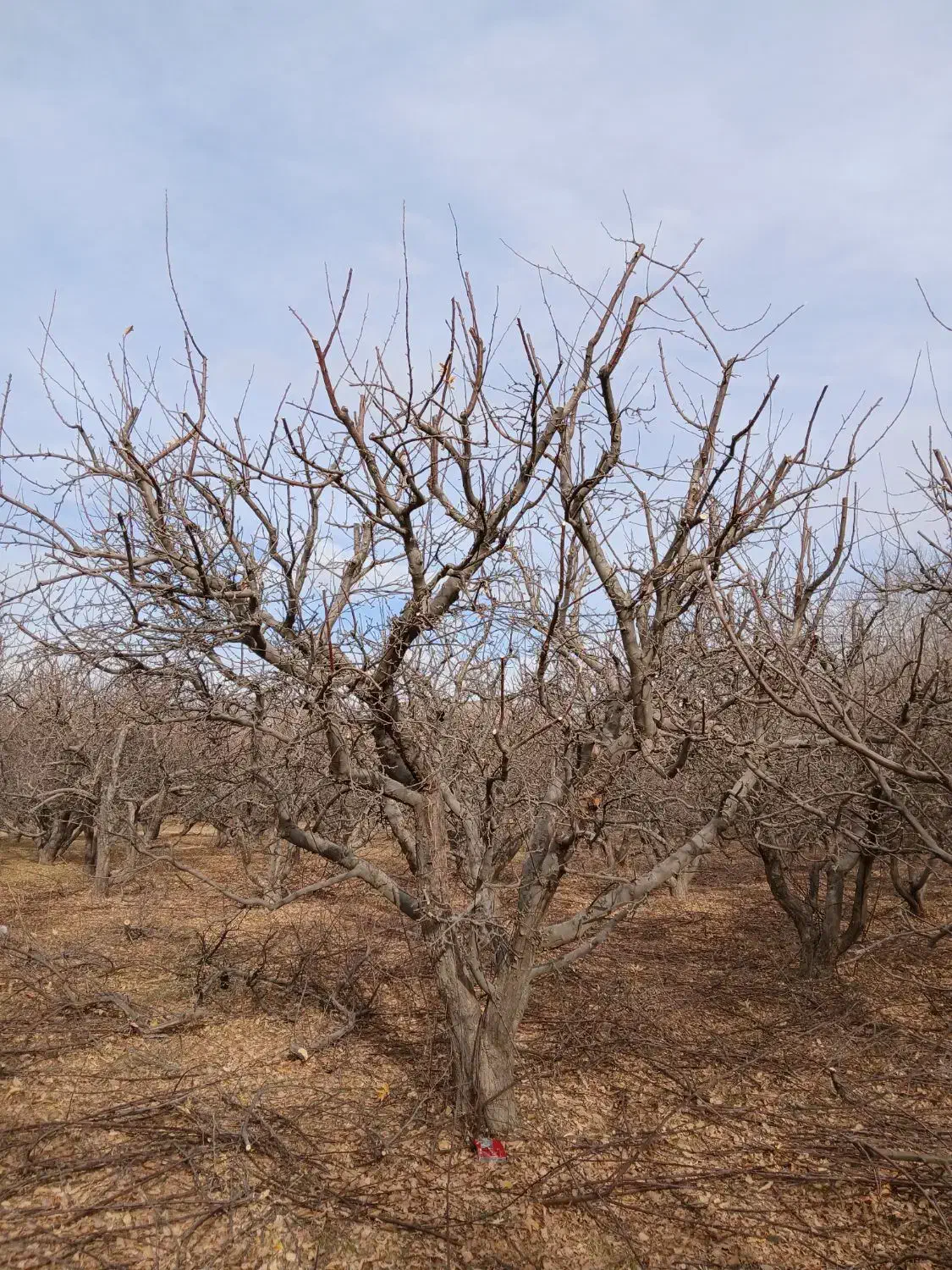 حرس انواع درخت به صورت حرفه ای|خدمات باغبانی و درختکاری|نهاوند, |دیوار