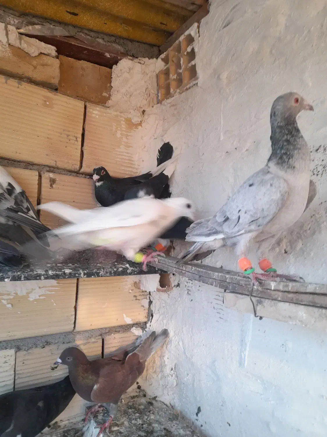 کفترپرشی|پرنده|تاکستان, |دیوار