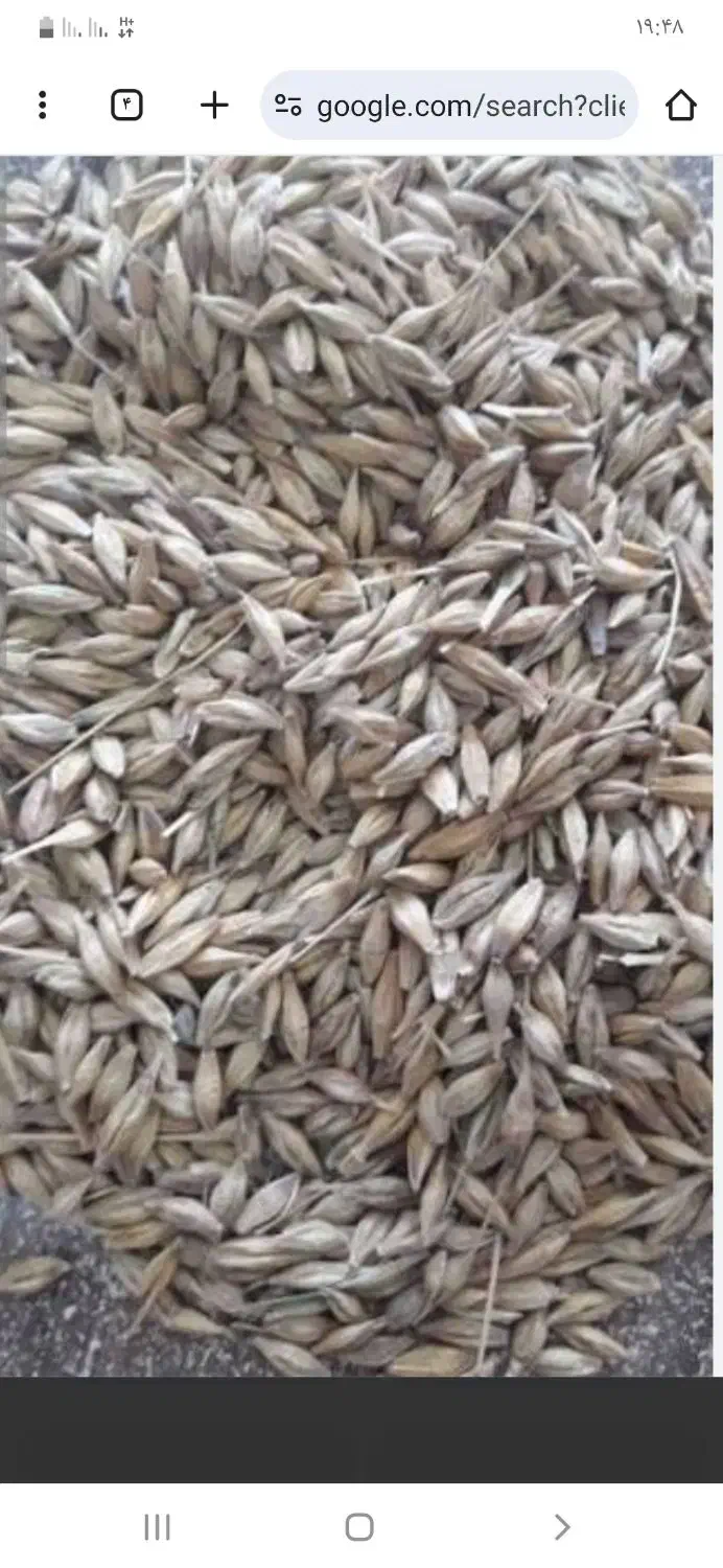 جو محلی درجه یک|خدمات باغبانی و درختکاری|مرودشت, تامین اجتماعی‎|دیوار