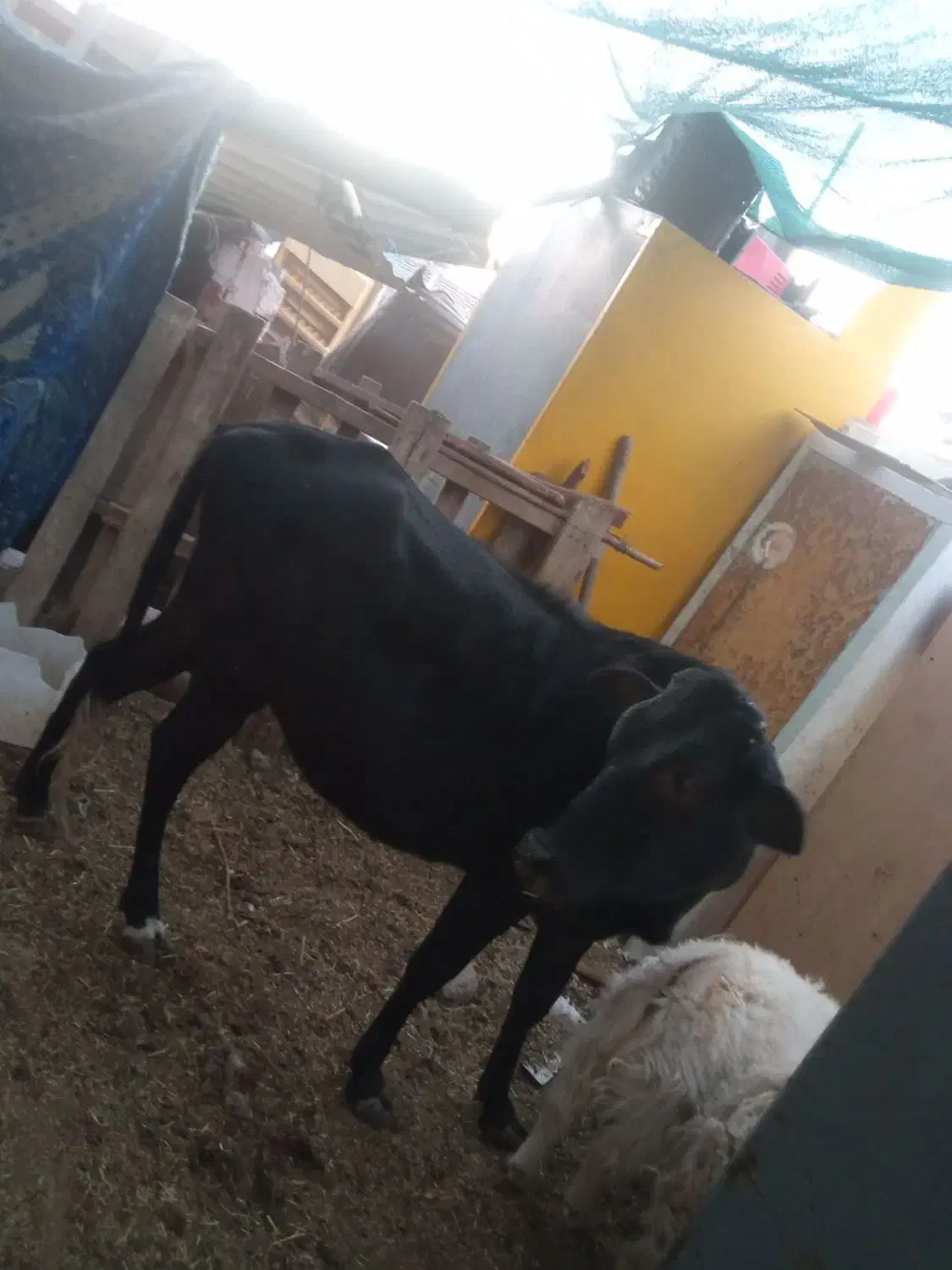 فروش گوساله ماده سرحال وگوسفند|حیوانات مزرعه|زرند, |دیوار