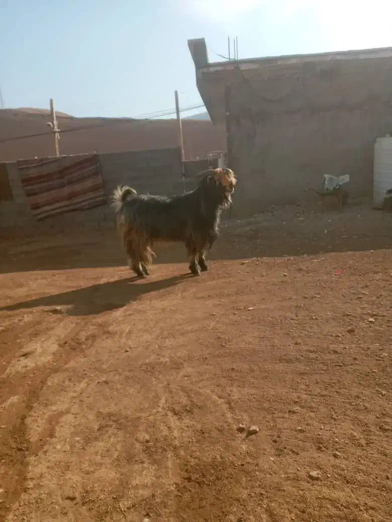 بعیه تخمی|حیوانات مزرعه|دزپارت, |دیوار