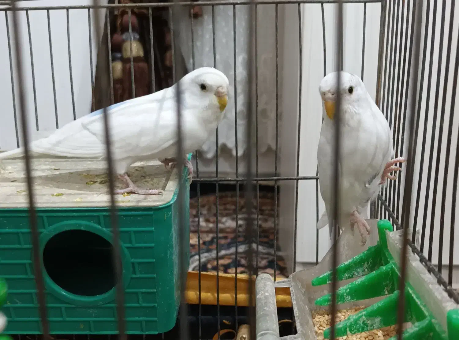 مرغ عشق|پرنده|کبودرآهنگ, |دیوار