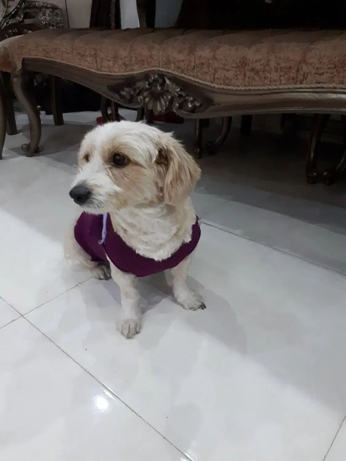 واگذاری سگ شیرو تریر|سگ|اصفهان, خانه اصفهان|دیوار