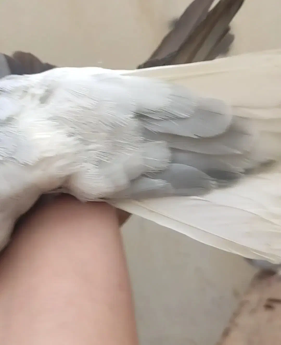 کبوتر سبز دم سفید شعمک دار|پرنده|برازجان, |دیوار