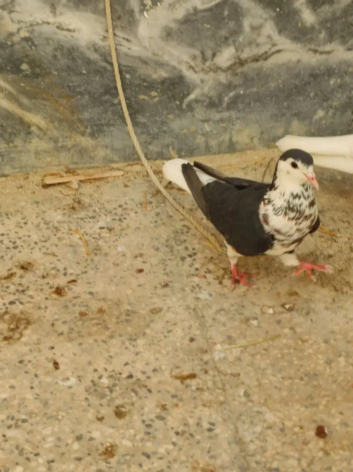 کبوتر ریش ساده|پرنده|چابهار, |دیوار