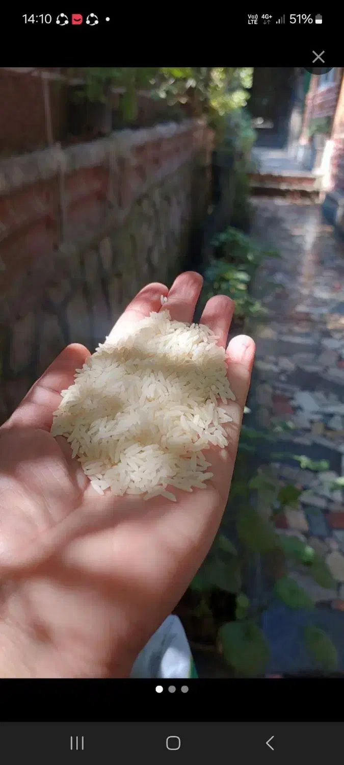 برنج فجر ،هاشمی،دمسیاه|خوردنی و آشامیدنی|تهران, راه آهن|دیوار