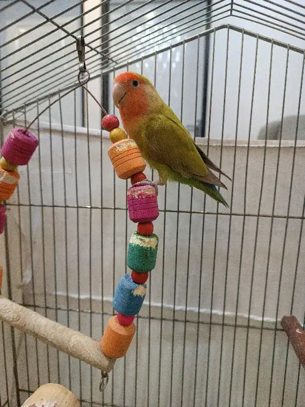 طوطی برزیلی|پرنده|مشکیندشت, |دیوار