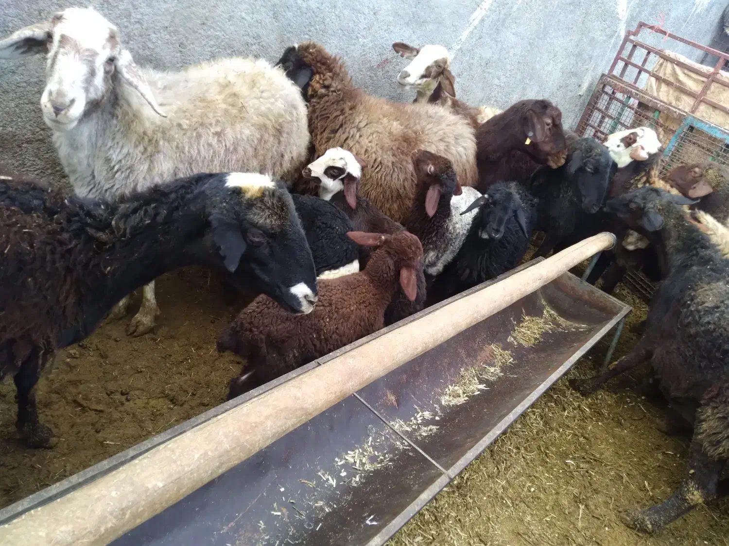 میش بره دار|حیوانات مزرعه|خنداب, |دیوار