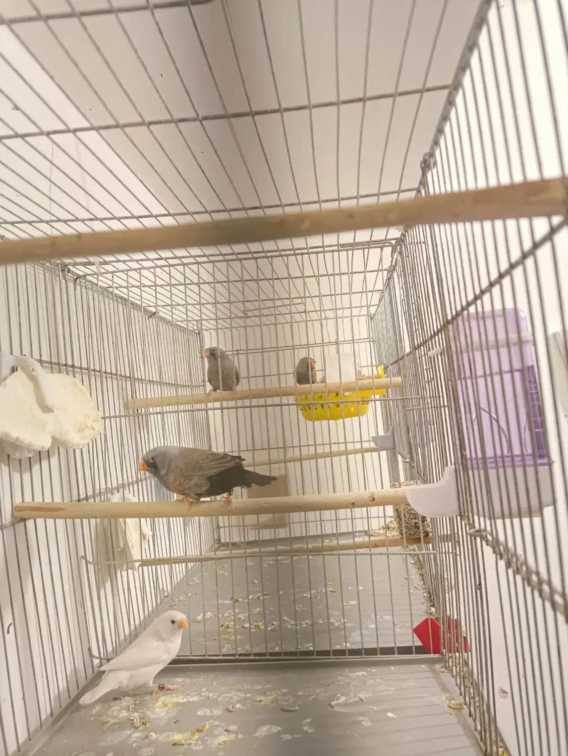 فنج شارکول ایمو پاستیلی اروپایی بنگالی و مصری|پرنده|صدرا-فارس, فاز ۱|دیوار