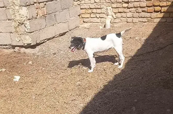 پایی|سگ|تربت جام, جامی|دیوار