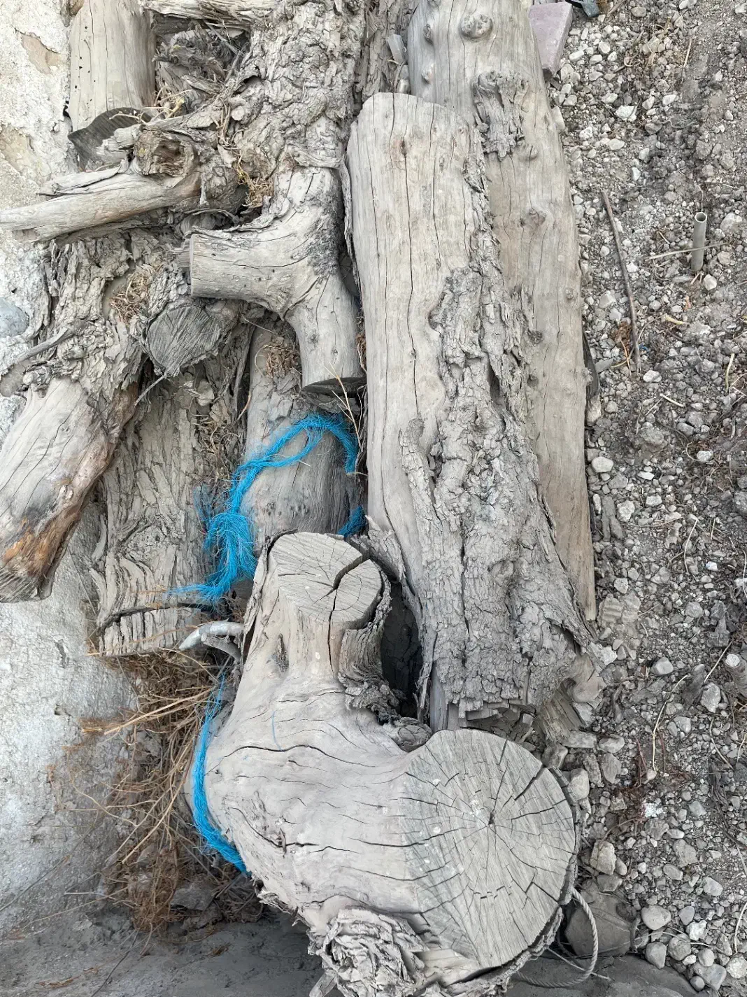 چوب تنه کنار|گل و گیاه طبیعی|برازجان, |دیوار