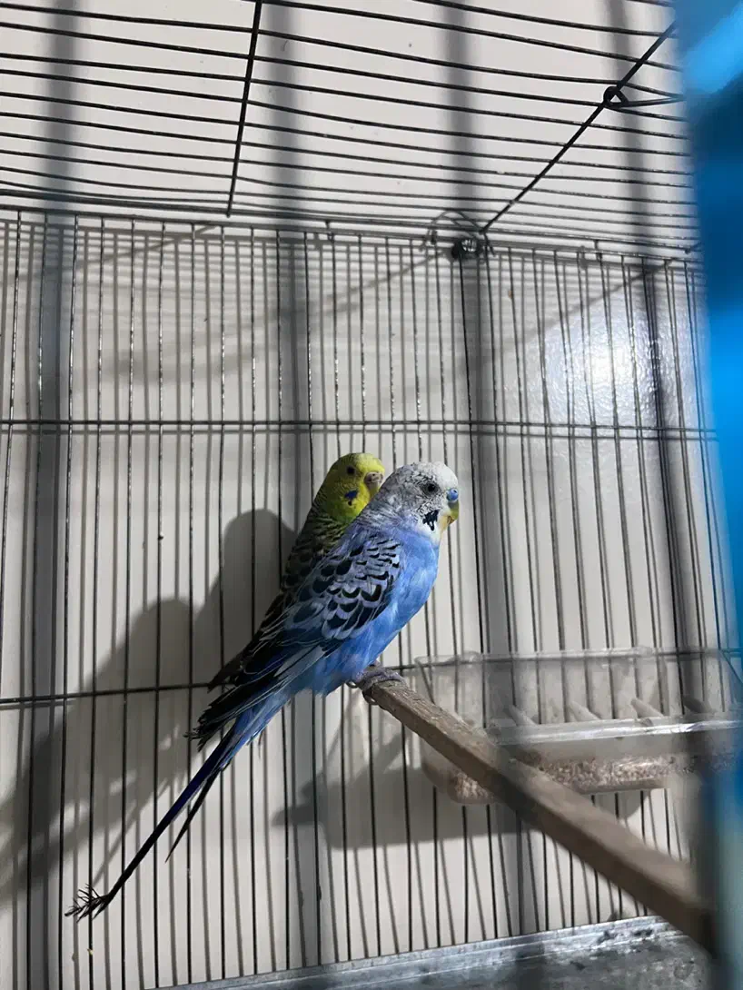 مرغ عشق مولد|پرنده|تهران, بازار|دیوار