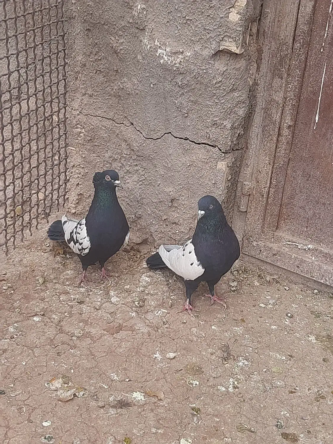 تعدادی کبوتر|پرنده|رفسنجان, |دیوار