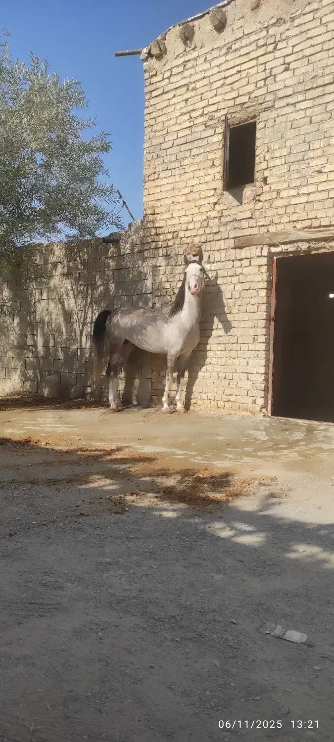 نریان کره رخش نوربخش وکامران قدیری|اسب و تجهیزات اسبسواری|ابریشم, |دیوار