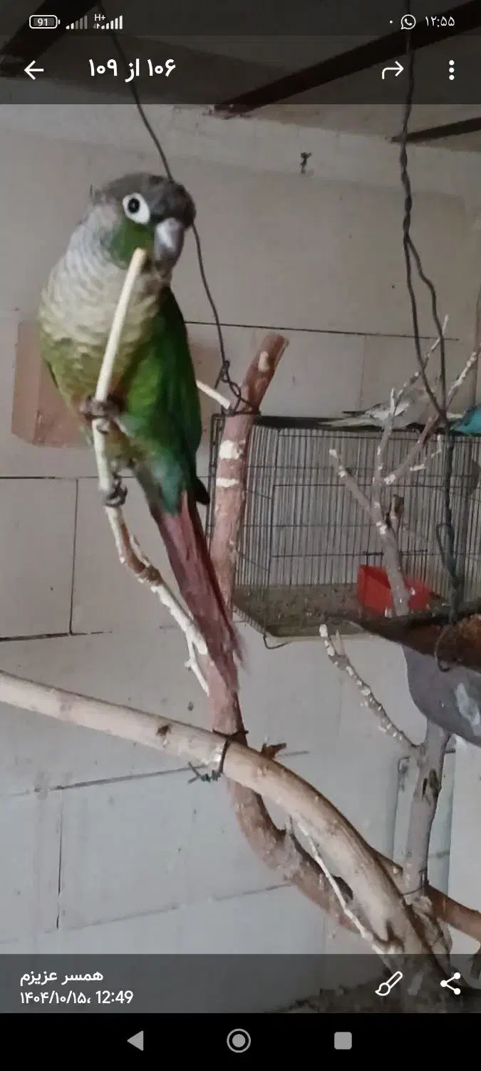 فروش یک جفت گیرینچیک|پرنده|نجف‌آباد, امیرآباد|دیوار