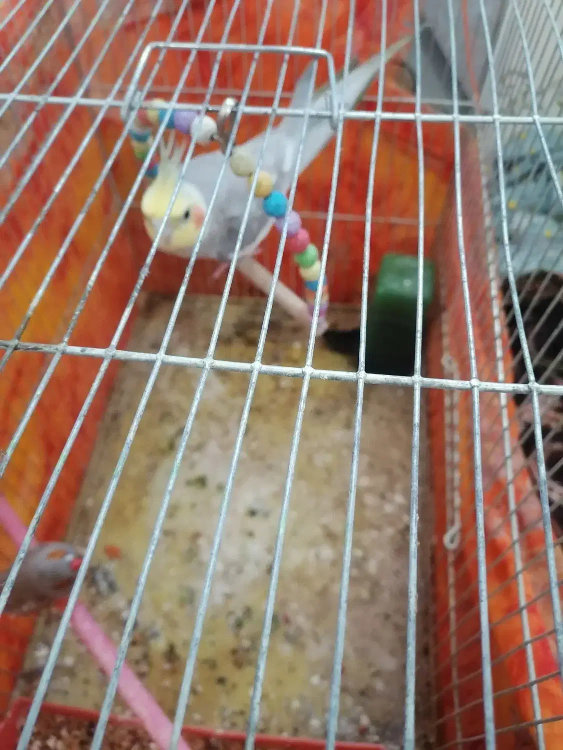 عروس هلندی  فروشی|پرنده|احمدسرگوراب, |دیوار