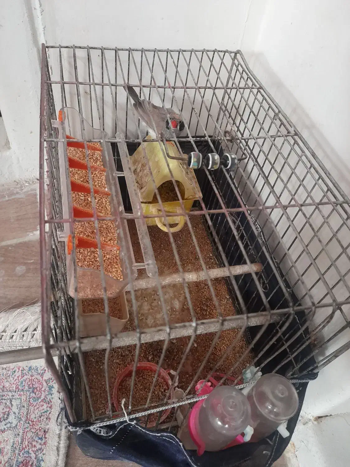 فنج نوک پرنگ|پرنده|تبریز, |دیوار