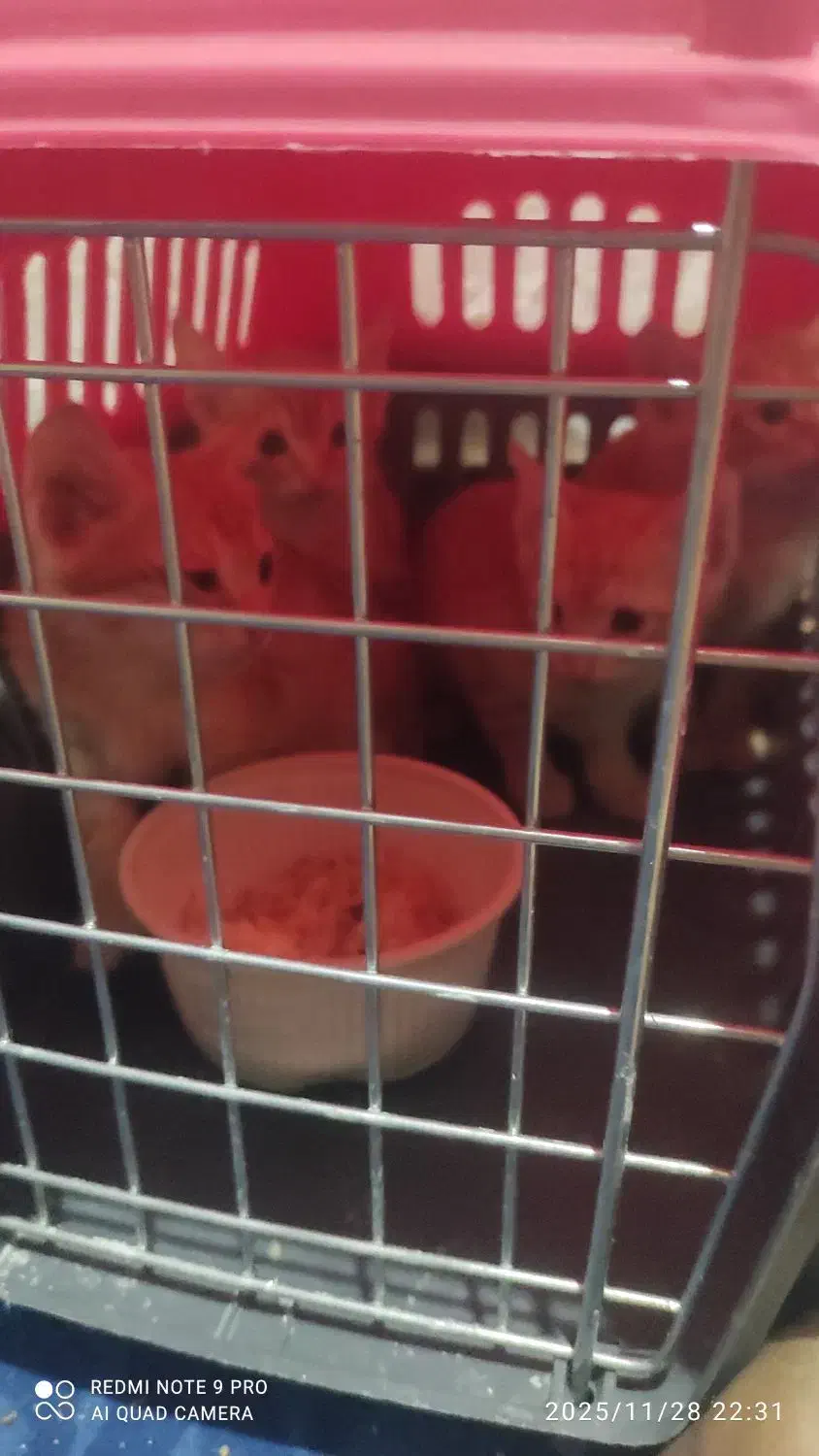 واگذاری گربه|گربه|اهواز, مجاهد|دیوار