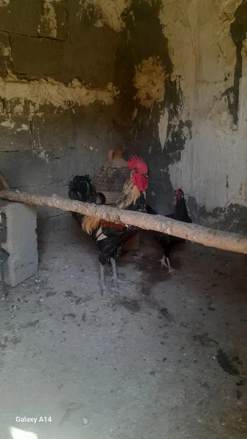 خروس محلی اذان گو میمند فارس|حیوانات مزرعه|میمند, |دیوار