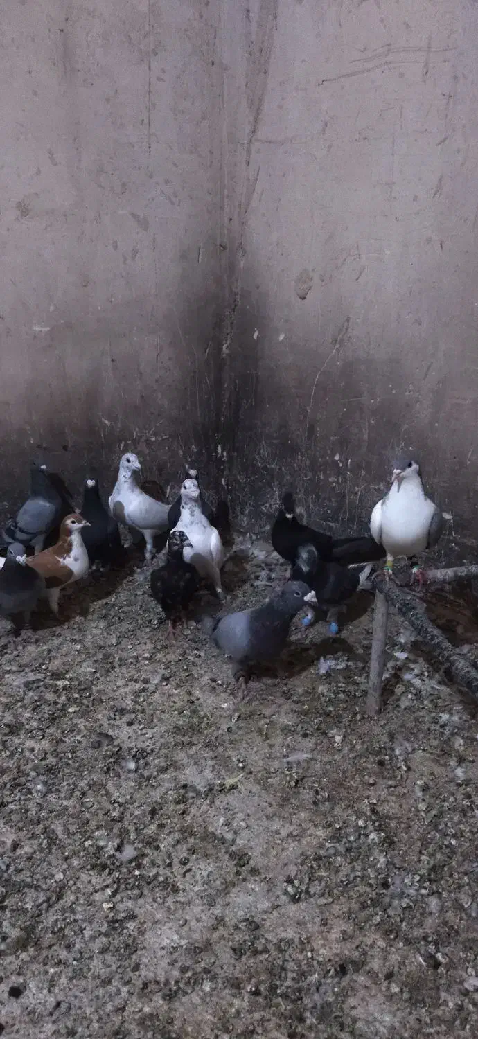 کفتر هوایی تبعیدی نروماده|پرنده|مه ولات, |دیوار