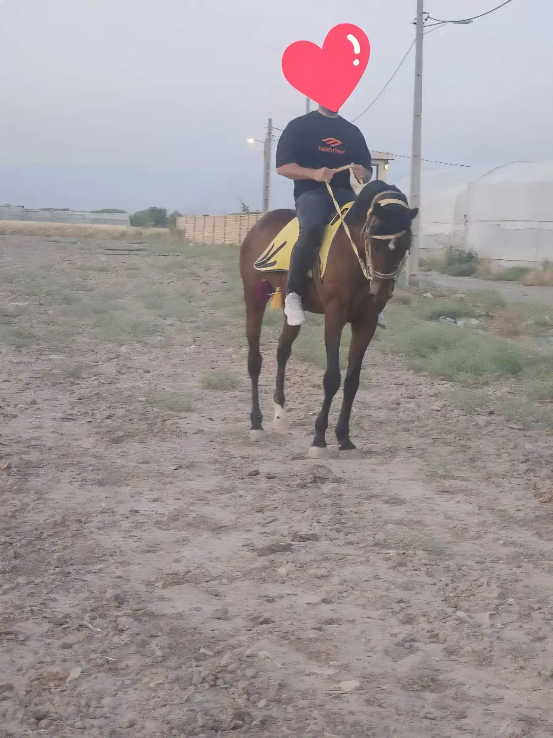 اسب دوخون|اسب و تجهیزات اسب‌سواری|پیشوا, |دیوار