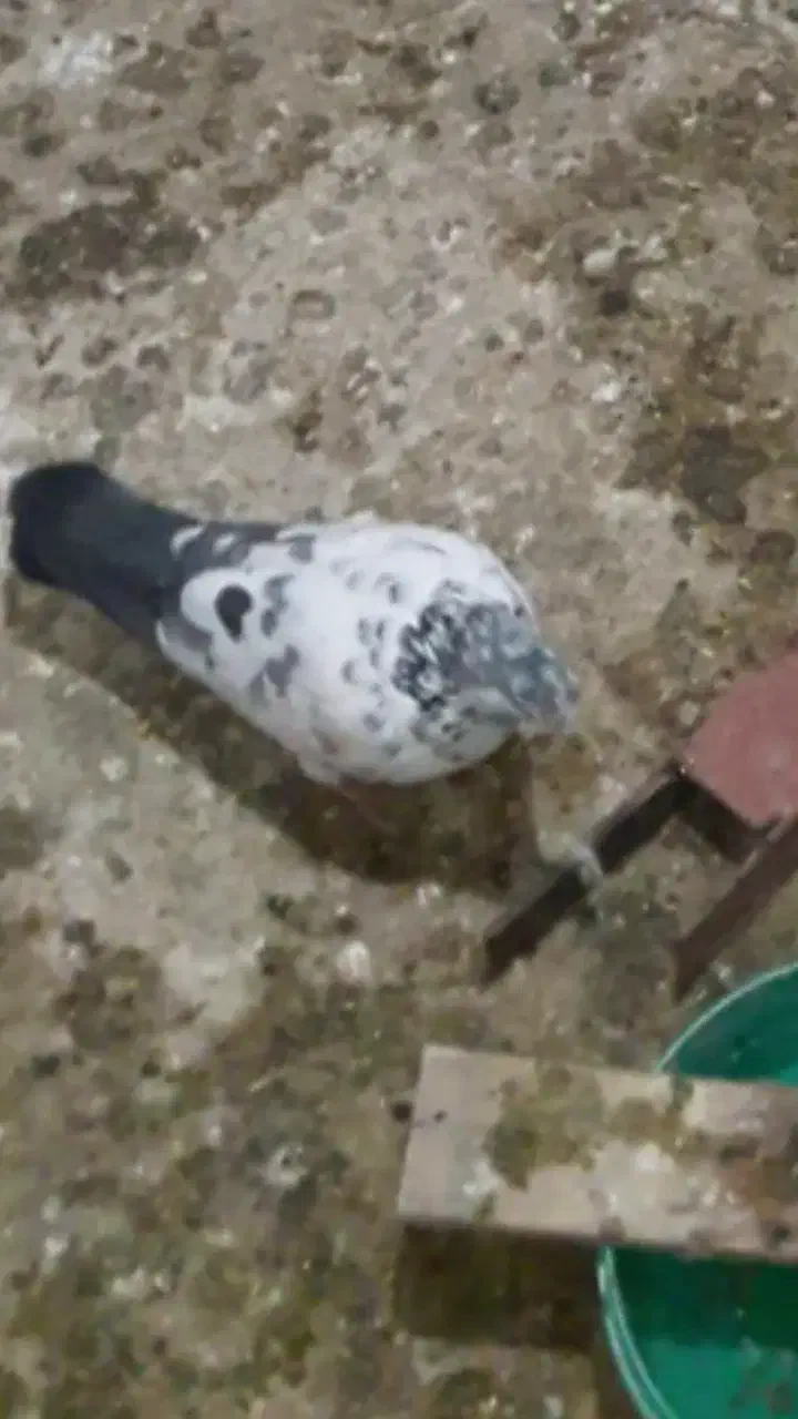 کبوتر|حیوانات|جوکار, |دیوار