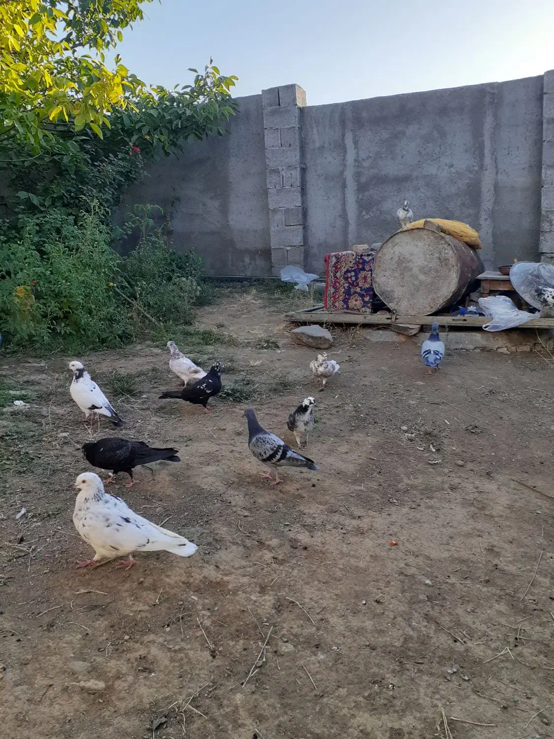 کبوتر|پرنده|گرمی, |دیوار