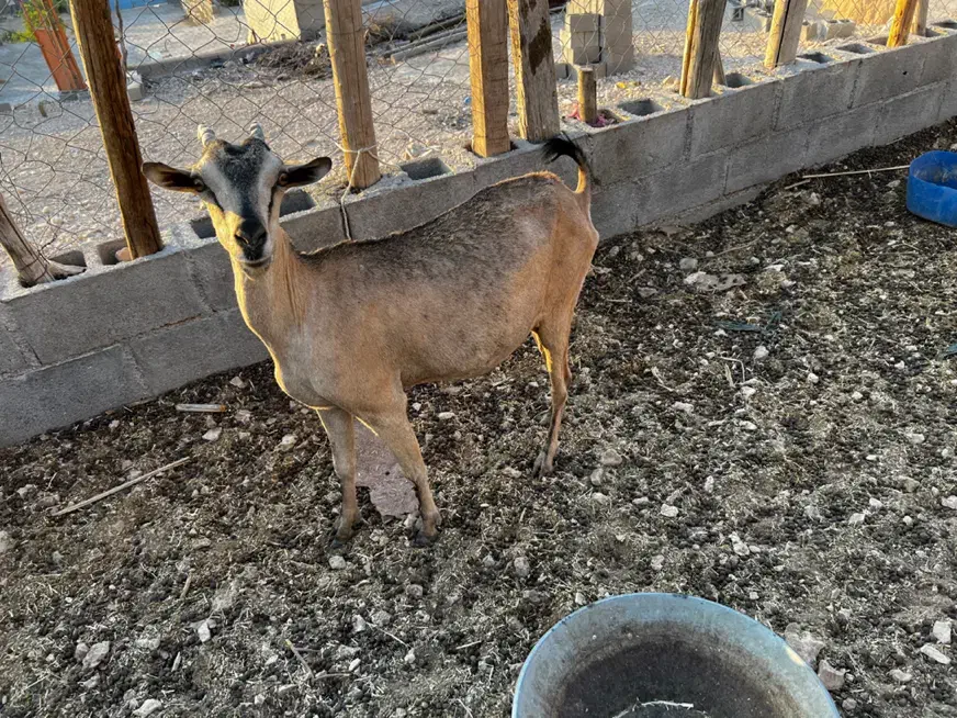 بز آهویی|حیوانات مزرعه|بندر کنگان, |دیوار