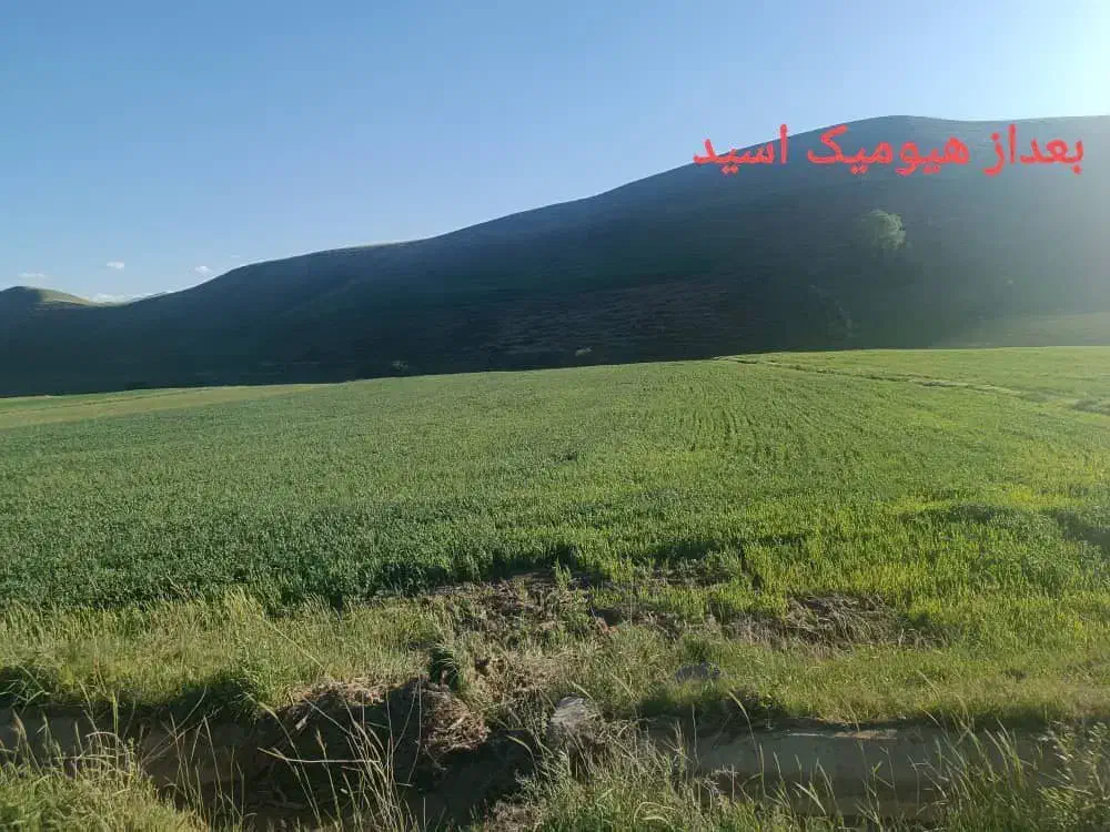 بذرمال|گل و گیاه طبیعی|بیجار, |دیوار