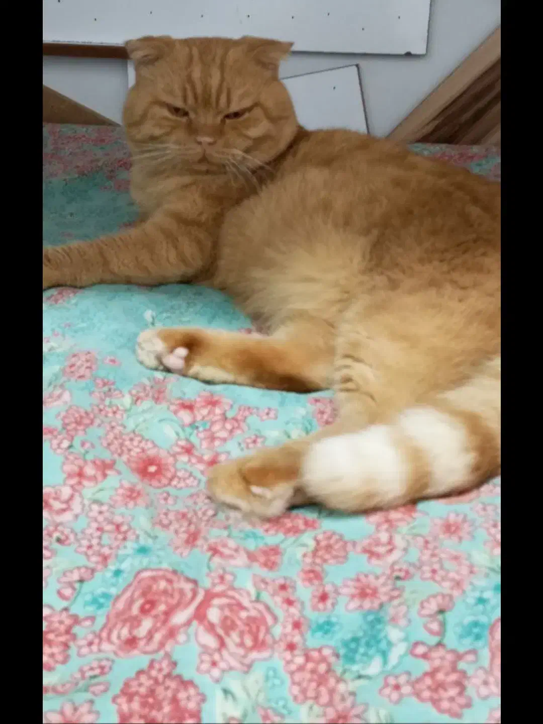 گربه اسکاتیش فولد|گربه|بابل, |دیوار