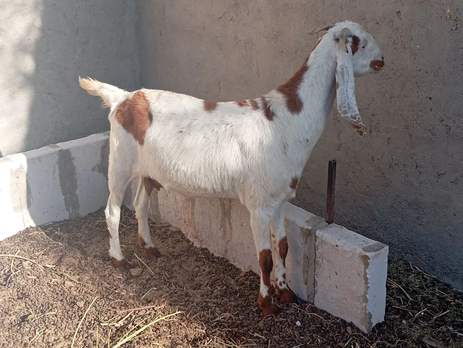 بزباکهر|حیوانات مزرعه|زهک, |دیوار