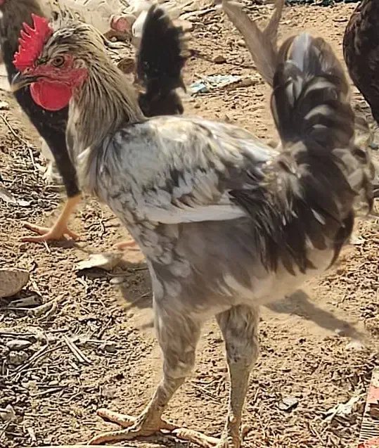 مرغ و خروس محلی|حیوانات مزرعه|برازجان, |دیوار